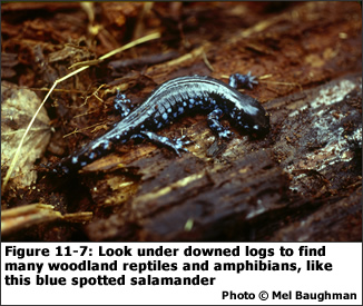 Figure 11-7: Look under downed logs to find many woodland reptiles and amphibians, like this spotted salamander