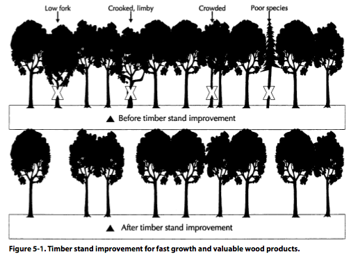 Figure 5-1. Timber stand improvement for fast growth and valuable wood products