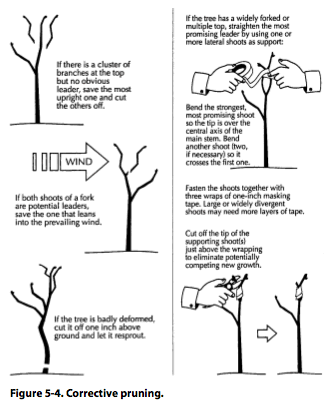 Figure 5-4. Corrective pruning