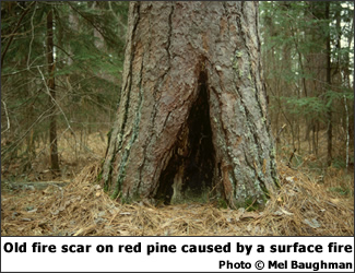 Fire scar on red pine