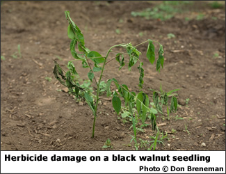 Herbicide damage on black walnut seedling