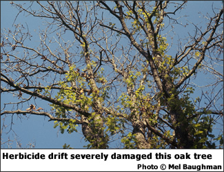 Herbicide damage on oak trees
