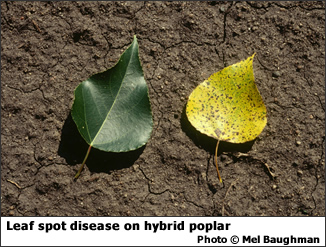 Leaf spot disease on hybrid poplar