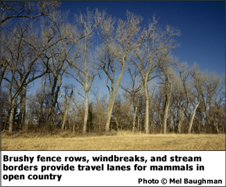 Brushy fence rows, windbreaks, and stream borders provide travel lanes for mammals in open country.