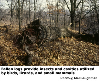 Fallen logs provide insects and cavities utilized by birds, lizards, and small mammals.