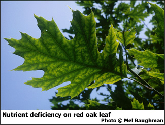 Nutrient deficiency on red oak leaf