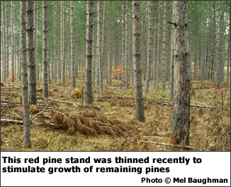 Sapling and Poletimber Stands: This red pine stand was thinned recently to stimulate growth of remaining pines. 