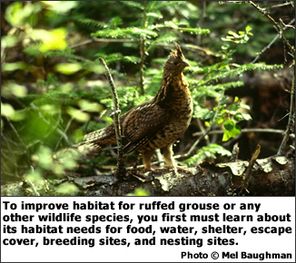 Sapling and Poletimber Stands: To improve habitat for ruffed grouse or any other wildlife species, you first must learn about its habitat needs