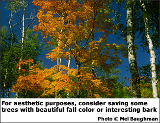 Sapling and Poletimber Stands: For aesthetic purposes, consider saving some trees with beautiful fall color or interesting bark