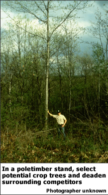 Sapling and Poletimber Stands: . In a poletimber stand, select potential crop trees and deaden surrounding competitors. 