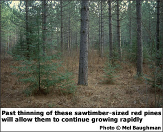 Sawtimber Stands. Past thinning of these sawtimber-sized red pines will allow them to continue growing rapidly.