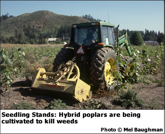 Seedling Stands: Hybrid poplars are being cultivated to kill weeds