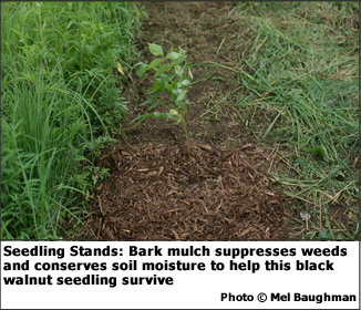 Seedling Stands: Bark mulch suppresses weeds and conserves soil moisture to help this black walnut seedling survive
