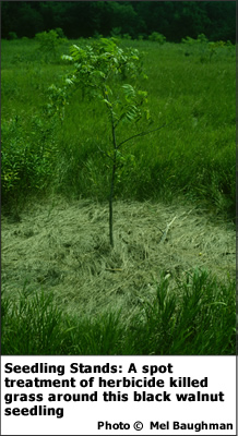 Seedling Stands: A spot treatment of herbicide killed grass around this black walnut seedling