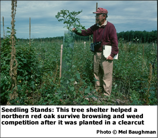 Seedling Stands: This tree shelter helped a northern red oak survive browsing and weed competition after it was planted in a clearcut