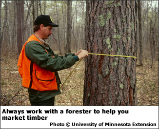 Always work with a forester to help you market timber. 