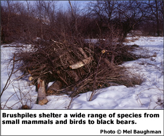 Brushpiles shelter a wide range of species from small mammals and birds to black bears.