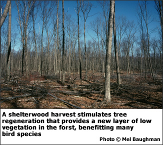A shelterwood harvest stimulates tree regeneration which provides a new layer of low vegetation in the forest, benefitting many bird species.