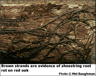 Shoestring root rot on red oak