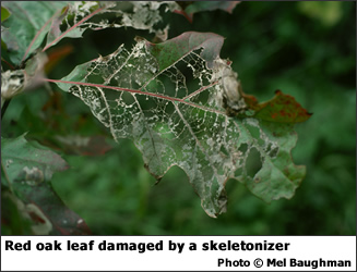 Skeletonizer feeding on red oak