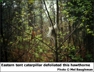 Tent caterpillar