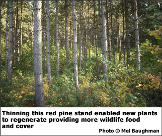 Thinning this red pine stand enabled new plants to regenerate providing more wildlife food and cover. 