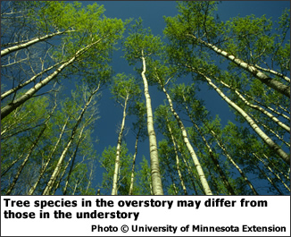 Tree species in the overstory may differ from those in the understory