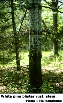 White pine blister rust on stem (Thumbnail)
