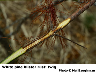 White pine blister rust on twig (Thumbnail)