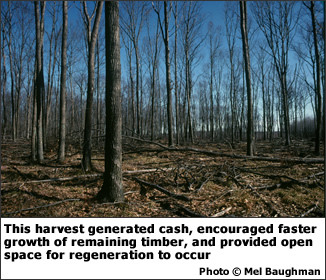This harvest generated cash, encouraged faster growth of remaining timber, and provided open space for natural regeneration to occur.