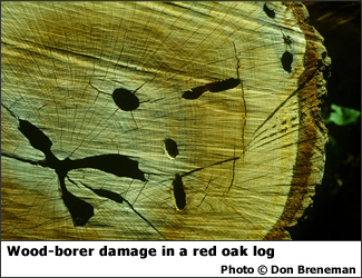 Wood borer damage in red oak