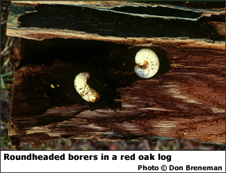 Wood borer larvae in red oak