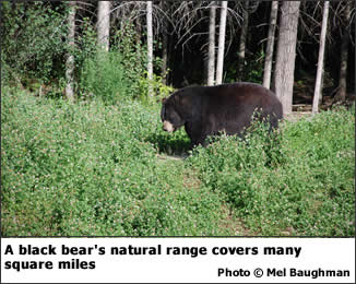 A black bear’s natural range covers many square miles.