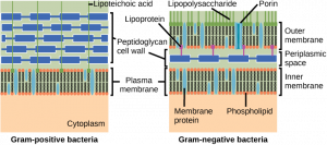 This figure compares the outer structure of a gram positive and gram negative bacteria.