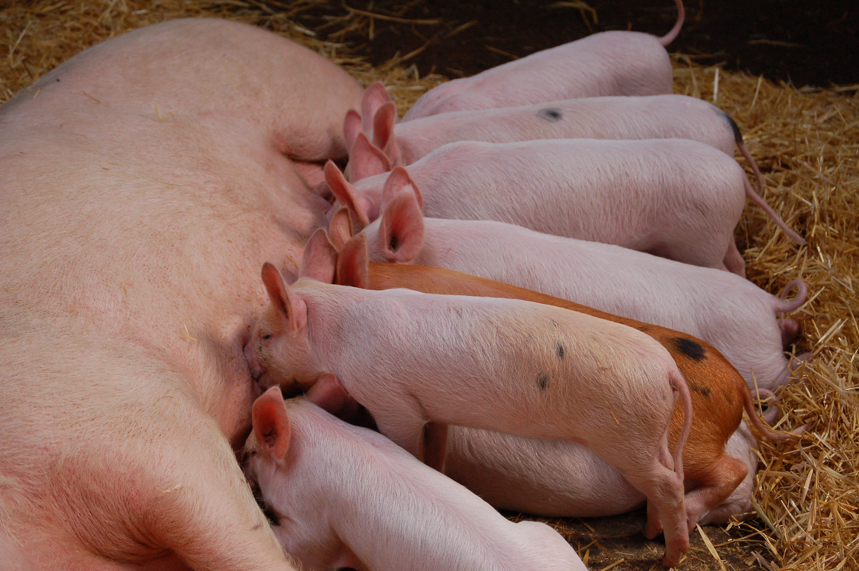 Cover image for Swine Antibiotherapy Handbook