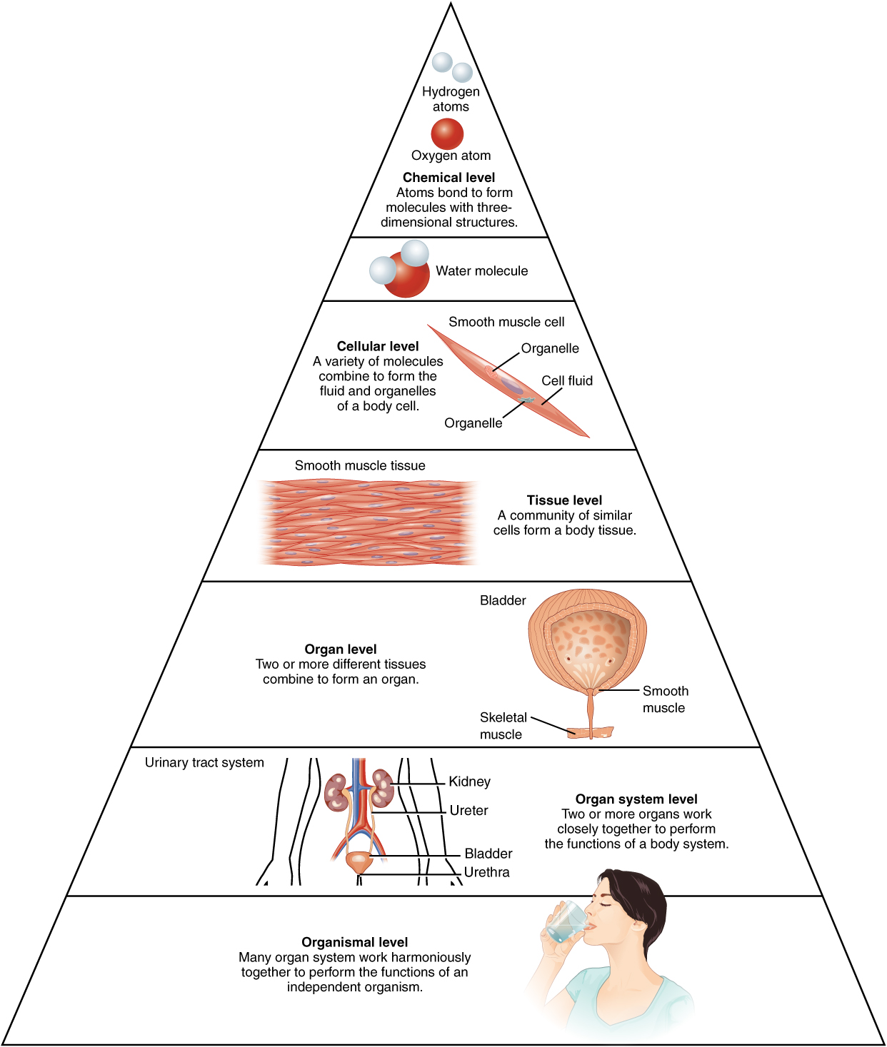 list the levels of organization in the body