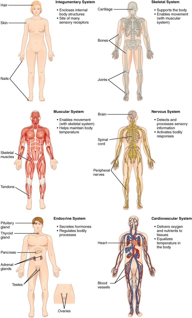 1-1-structural-organization-of-the-human-body-human-biology