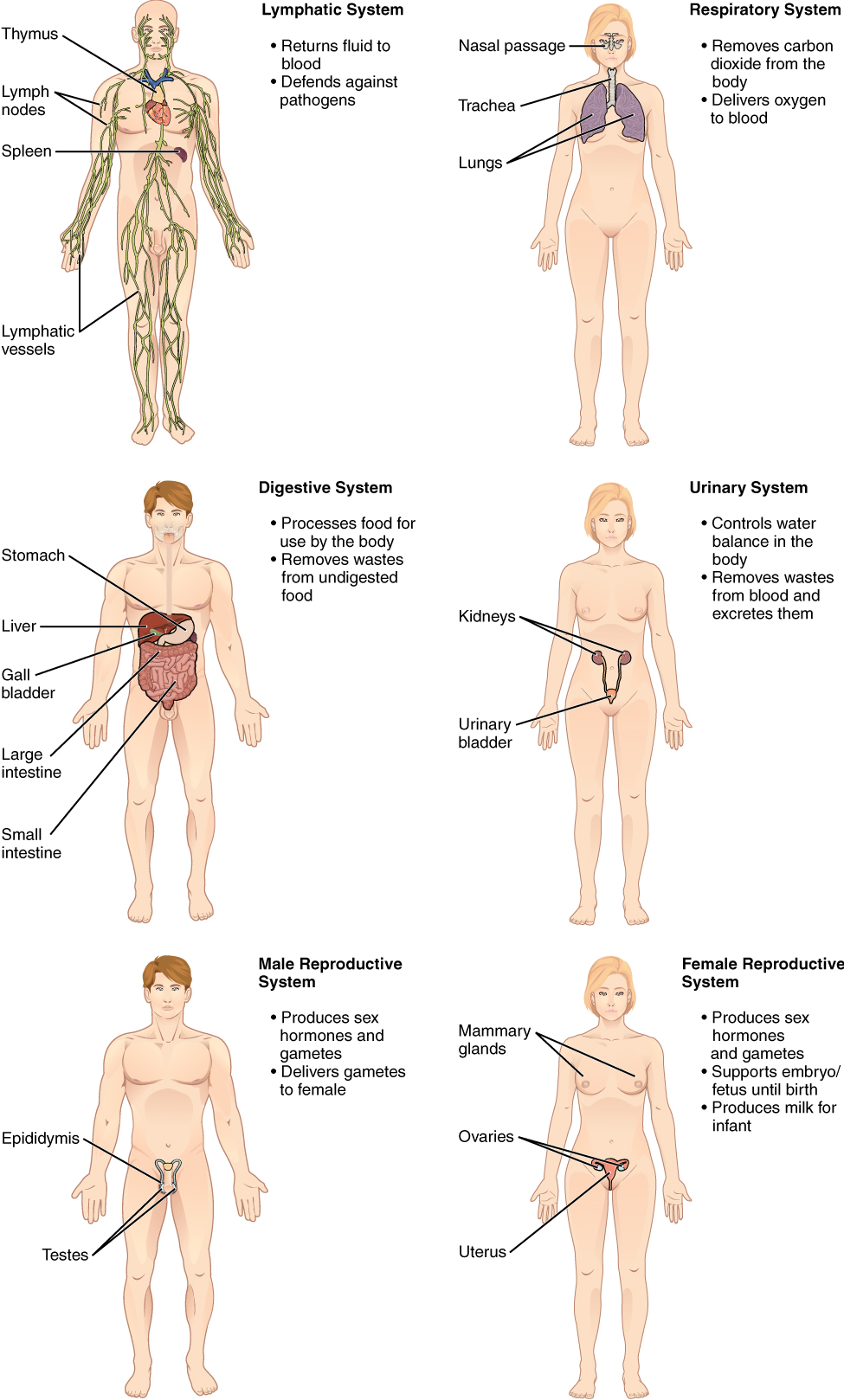 1.1 Structural Organization of the Human Body – Human Biology