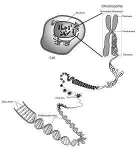 DNA chromosome images