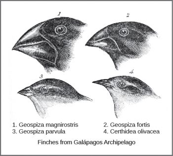 1.3 The Genetic Basis of Evolution – Human Biology