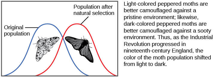 A graph shows two moths, one light and one dark in color. The population line shifts from the light phenotype on the left to the dark one on the right in response to a darker natural environment. The text next to the graph reads: Light-colored peppered moths are better camouflaged against a pristine environment; likewise, dark-colored peppered moths are better camouflaged against a sooty environment. Thus, as the Industrial Revolution progressed in nineteenth-century England, the color of the moth population shifted from light to dark.