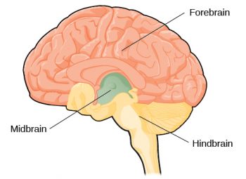 1.9 The Brain and Spinal Cord – Human Biology