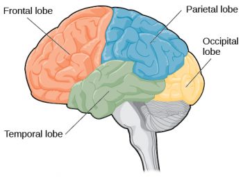 1.9 The Brain and Spinal Cord – Human Biology