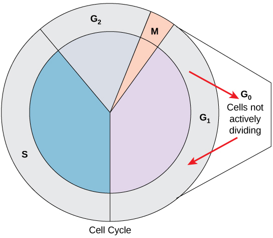  The Cell Cycle – Human Biology