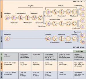 This illustration compares meiosis and mitosis. In meiosis, there are two rounds of cell division, whereas there is only one round of cell division in mitosis. In both mitosis and meiosis, DNA synthesis occurs during S phase. Synapsis of homologous chromosomes occurs in prophase I of meiosis, but does not occur in mitosis. Crossover of chromosomes occurs in prophase I of meiosis, but does not occur in mitosis. Homologous pairs of chromosomes line up at the metaphase plate during metaphase I of meiosis, but not during mitosis. Sister chromatids line up at the metaphase plate during metaphase II of meiosis and metaphase of mitosis. The result of meiosis is four haploid daughter cells, and the result of mitosis is two diploid daughter cells.