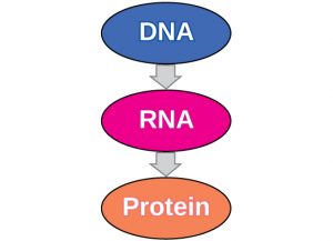 A flow chart shows DNA, with an arrow to RNA, which has an arrow to protein.