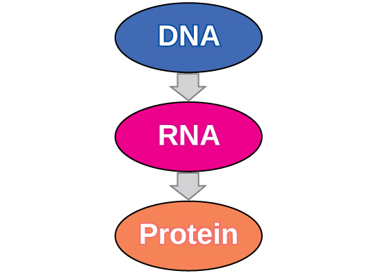 2.3 Transcription – Human Biology