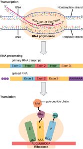Illustration shows the steps of protein synthesis in three steps: transcription, RNA processing, and translation. In transcription, the RNA strand is synthesized by RNA polymerase in the 5' to 3' direction. In RNA processing, a primary RNA transcript with three exons and two introns is shown. In the spliced transcript, the introns are removed and the exons are fused together. A 5' cap and poly-A tail have also been added. In translation, an initiator tRNA recognizes the sequence AUG on the mRNA that is associated with the small ribosomal subunit. The large subunit joins the complex. Next, a second tRNA is recruited at the A site. A peptide bond is formed between the first amino acid, which is at the P site, and the second amino acid, which is at the A site. The mRNA then shifts and the first tRNA is moved to the E site, where it dissociates from the ribosome. Another tRNA binds the A site, and the process is repeated.