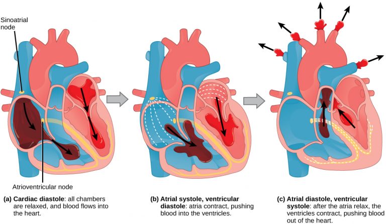 3.3 Circulatory and Respiratory Systems – Human Biology