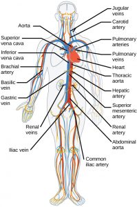 Illustration shows the major human blood vessels. From the heart, blood is pumped into the aorta and distributed to systemic arteries. The carotid arteries bring blood to the head. The brachial arteries bring blood to the arms. The thoracic aorta brings blood down the trunk of the body along the spine. The hepatic, gastric, and renal arteries, which branch from the thoracic aorta, bring blood to the liver, stomach, and kidneys, respectively. The iliac artery brings blood to the legs. Blood is returned to the heart through two major veins, the superior vena cava at the top, and the inferior vena cava at the bottom. The jugular veins return blood from the head. The basilic veins return blood from the arms. The hepatic, gastric and renal veins return blood from the liver, stomach and kidneys, respectively. The iliac vein returns blood from the legs.